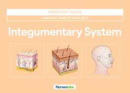 integumentary system anatomy and