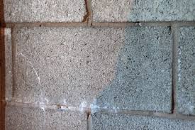 mold remover basement walls