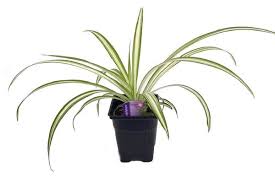 10 Best Plants Safe For Cats And Dogs