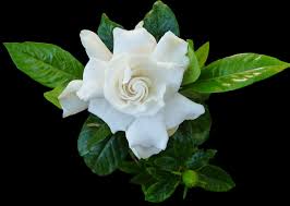 Gardenias grow best in acidic soil with a soil ph between 5.0 and 6.0. Care And Tips For The Gardenia Plant Saanvi S Garden