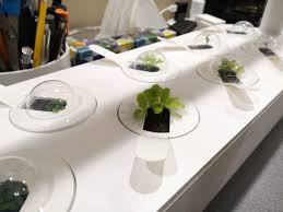 Don't expect to ever grow enough produce to make a salad for a week, let alone a single meal. Click Grow Smart Garden 9 Review The Gadgeteer