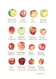Apple Chart Watercolor Art Print Cheerful Decor For Home