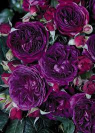 Купить саженцы роз Перпл Лодж(Purple Lodge ) с доставкой