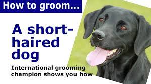 how to groom a short haired dog dog