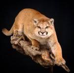 taxidermy cost on a full body mtn lion