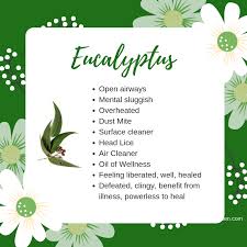According to the studies, when we burn a mixture of eucalyptus oil with water in the room, it can kill 70% of the bacteria present. Eucalyptus Jade Balden