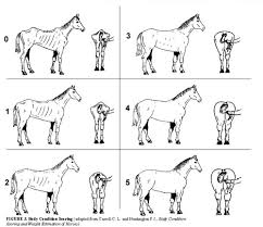 Feeding Evaluating Your Curly Horse