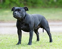 The staffordshire bull terrier was developed in the region of staffordshire, england, in the nineteenth century from crosses between bulldogs in the u.s. Staffordshire Bull Terrier Breeds A To Z The Kennel Club