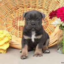 olde english bulldogge puppies