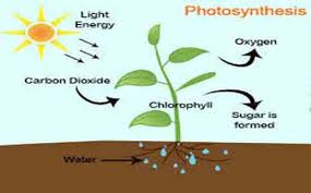 Photosynthesis Definition Process And