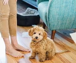 A miniature goldendoodle puppy can vary in size based on the generation of the dog. Mini Goldendoodle Puppies Breeder Minigoldendoodlepuppies Ca