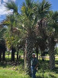 home texas sabal palm trees