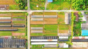 Vegetable Farmland Planting Agriculture