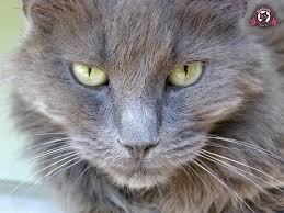 New breed is sweet natured companion. Nebelung Cat Temperament And Personality Sweetie Kitty 2021