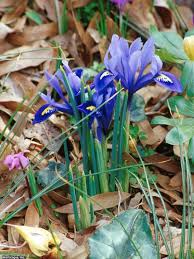 19 Flowers From Bulbs For Year Round