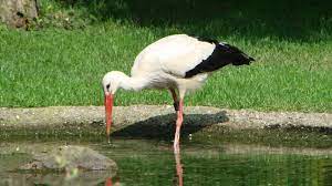 Alsace stork