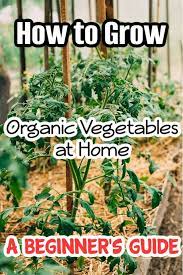 How To Grow An Organic Vegetable Garden