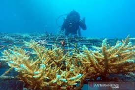 Pertamina berkontribusi dalam pelestarian terumbu karang di indonesia lewat teknologi biorock. Terumbu Karang Untuk Laut Keberlanjutan Dan Ekonomi Pesisir Antara News