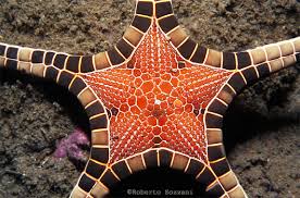 Image result for Starfish