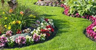 Ground Covers Benefits Types And How