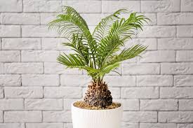 The Dangers Of The Sago Palm Aspca