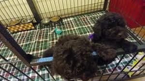 chocolate brown toy poodle puppies