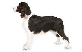 English Springer Spaniel Dog Breed Information Pictures