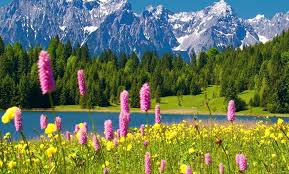 Beautiful Scenes (Free Download) | Cosmos flowers, Pink spring flowers, Pink mountains