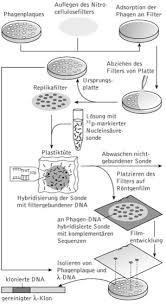 A form of dna artificially synthesized from a messenger rna template and used in genetic engineering to produce gene clones 3. Cdna Bibliothek Kompaktlexikon Der Biologie