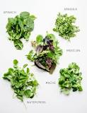How do you identify salad greens?