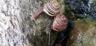 the truth about snails in your pond