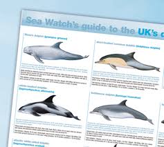 Sea Watch S Guide To Whales And Dolphins In The Uk Poster