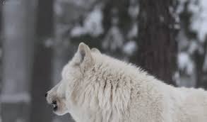 Great collection of wolf gif animations. Wolf Howling Gifs Get The Best Gif On Giphy