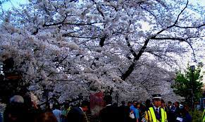 Japanese Yozakura–Cherry Blossom Viewing at Night
