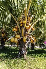 fertilize coconut palm trees