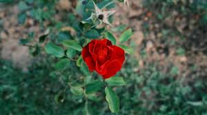 single red rose free stock photo