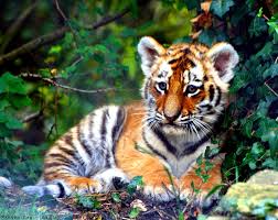 cute tiger cub hd wallpaper pxfuel