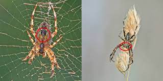 male or female spider spiderspotter