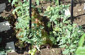 square foot gardening tomatoes 7
