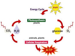 Between Photosynthesis And