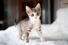 293 cutest kitten names that will melt