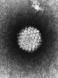 Hpv, or human papillomavirus, is a common virus that can lead to 6 types of cancers later in life. Human Papillomavirus Description Diseases Britannica