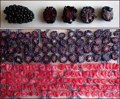 dehydrating fruit guide from