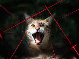 Image result for cat chasing laser