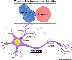 mitochondria lysosome contact site