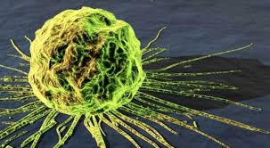 Znalezione obrazy dla zapytania komórki rakowe