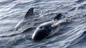 pilot whale guide where they live