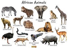 Africa, the land with an abundance of different kinds and species of animals. African Animals List Facts Conservation Status Pictures
