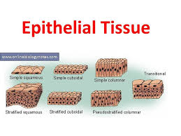 Epithelial Tissue Characteristics And Classification Scheme