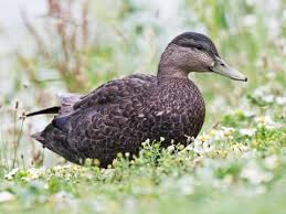 American Black Duck Identification All About Birds Cornell